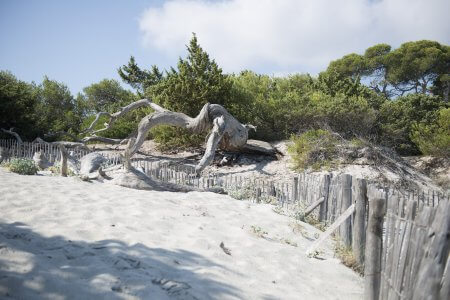  Le sable blanc de la plage de Saleccia