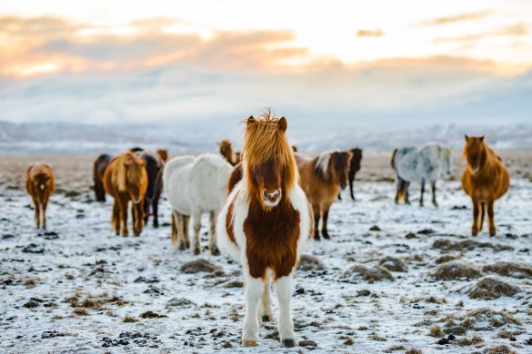 Icelandic horses. Iceland Campervan Trip Tips