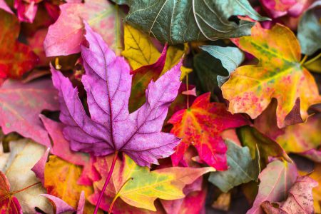 foliage autumn