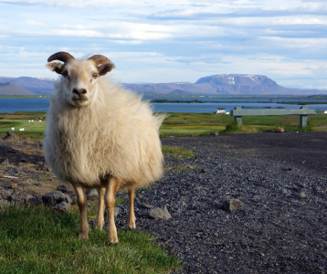 Sheep Iceland Road