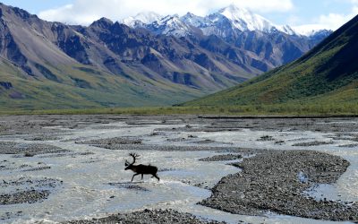Elche im Denali-Nationalpark und -Schutzgebiet, Alaska