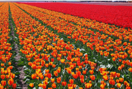 Netherlands flowers, orange koningsdag