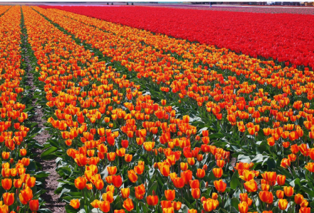 Netherlands flowers