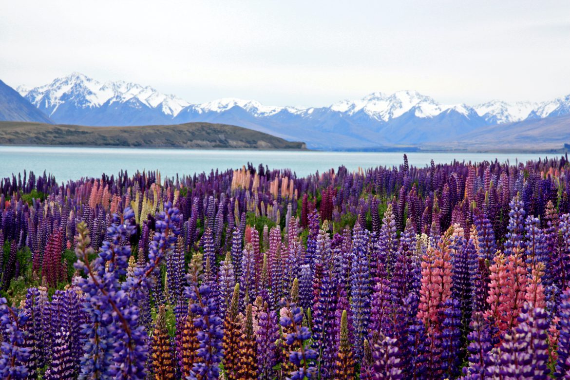 New Zeland landscape