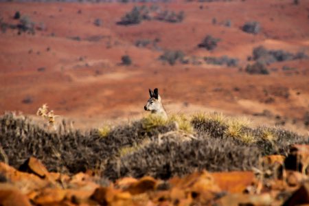 Flinders-Ranges Australie en camping-car