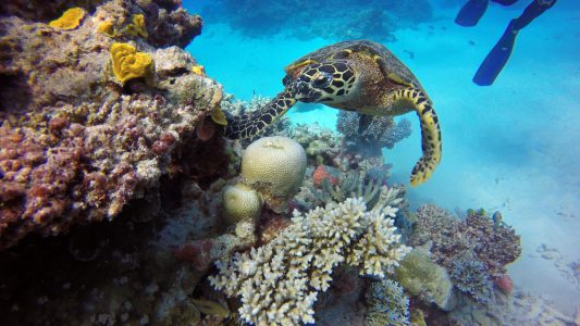 Great Barrier Reef-Queensland