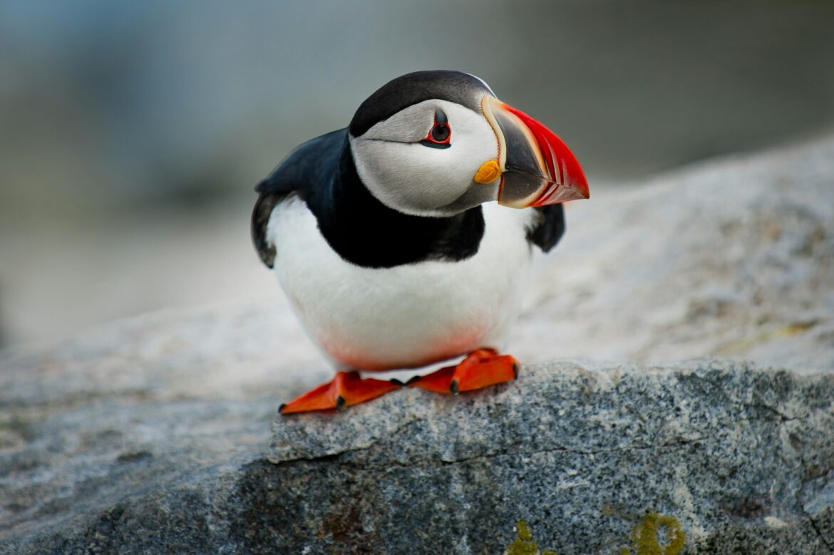 puffin puffin