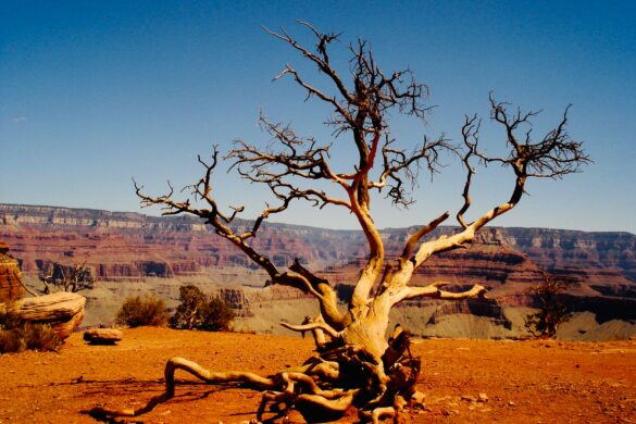 gran canyon national park 3 gran canyon national park usa
